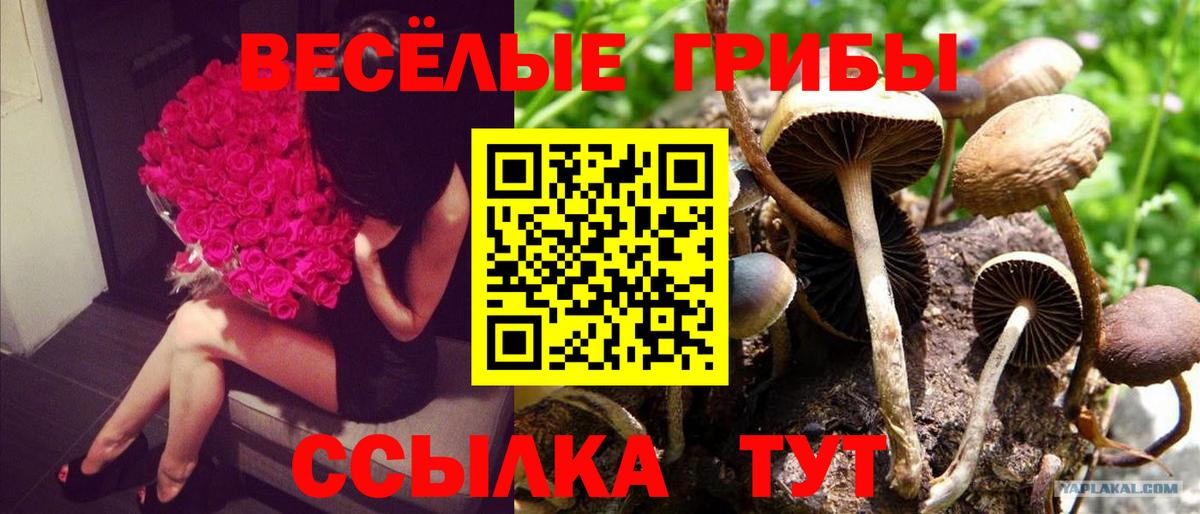 Королёв  Галлюциногенные грибы Magic Shrooms  Псилоцибиновые грибы Magic Shrooms  Вход с VPN 